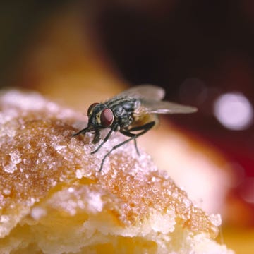 Fly On Food