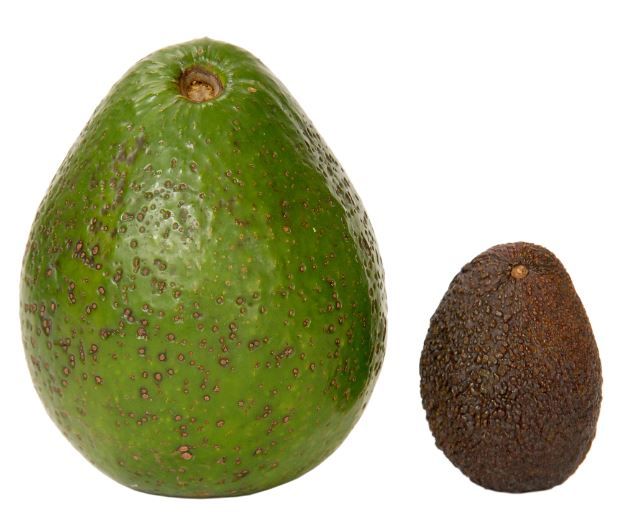 These Giant Avocados Are The Answer To Your Guac Prayers