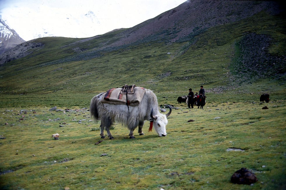 Yak
