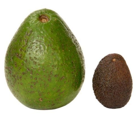Giant Carla Avocado