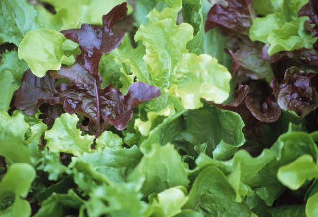 How to Wash & Dry Lettuce to Keep Your Greens Fresh Longer