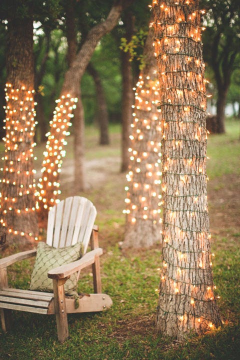 Branch, Woody plant, Trunk, Deciduous, Decoration, Outdoor furniture, Armrest, Grove, Christmas lights, Landscape lighting, 