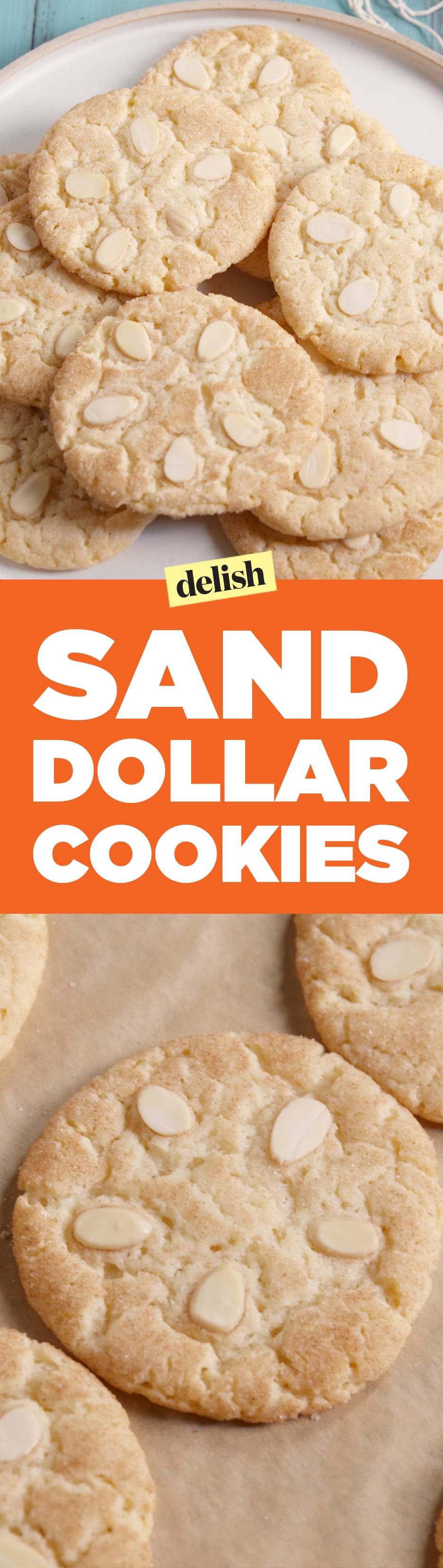 Sand Dollar Cookies Pinterest
