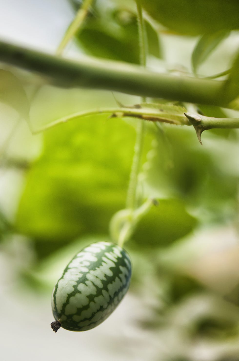 Green, Leaf, Botany, Invertebrate, Terrestrial plant, Plant stem, Macro photography, Insect, Perennial plant, Bud, 