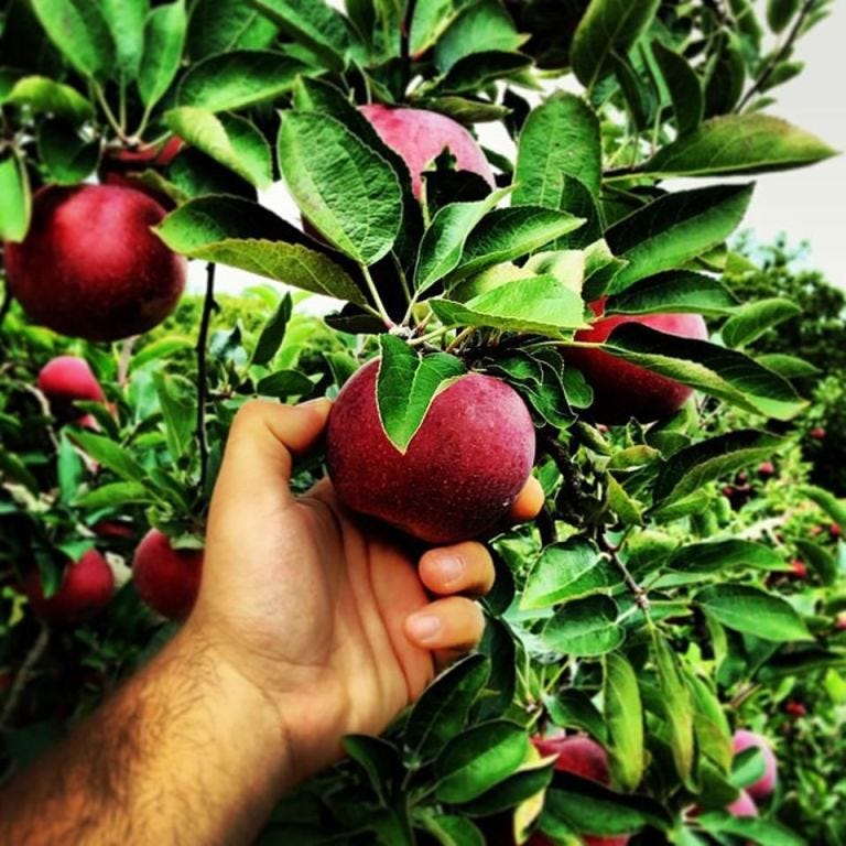 Holmberg Orchards & Winery apple picking