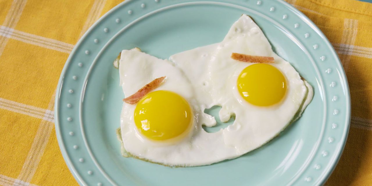 fried egg for cat