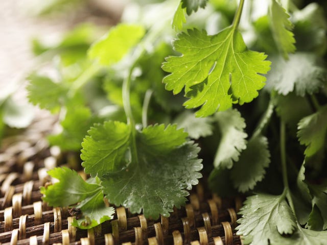 Green, Leaf, Annual plant, Herb, Perennial plant, 