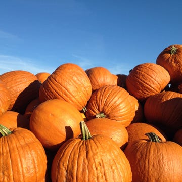 Squash, Vegetable, Natural foods, Orange, Local food, Vegan nutrition, Whole food, Produce, Calabaza, Pumpkin, 