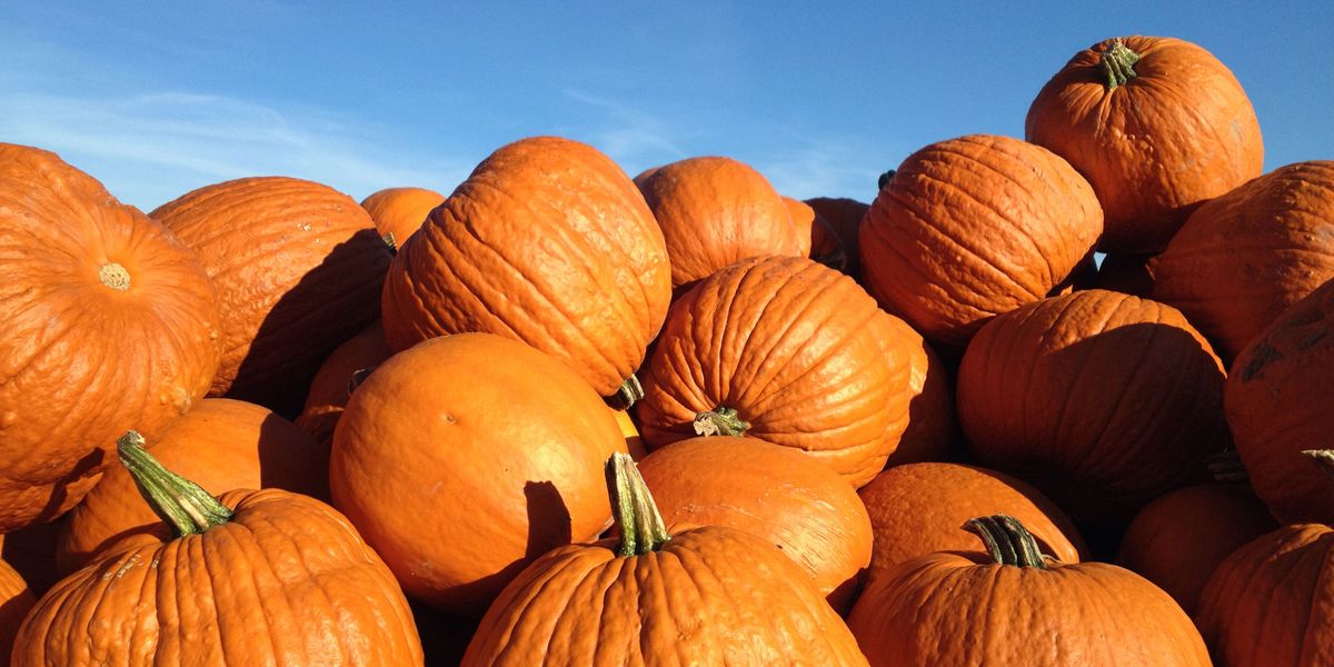 You Need To See The 2,600 Pound Pumpkin That Squashed World Records
