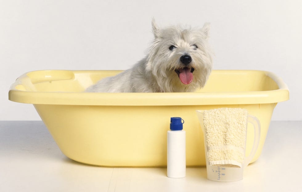 Dog, Carnivore, Vertebrate, Dog breed, Terrier, Bowl, Pet supply, Snout, Dog supply, Small terrier, 