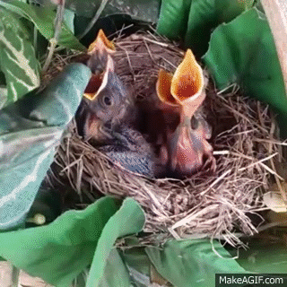 Organism, Bird nest, Bird, Vertebrate, Nest, Beak, Adaptation, Iris, Terrestrial animal, Straw, 