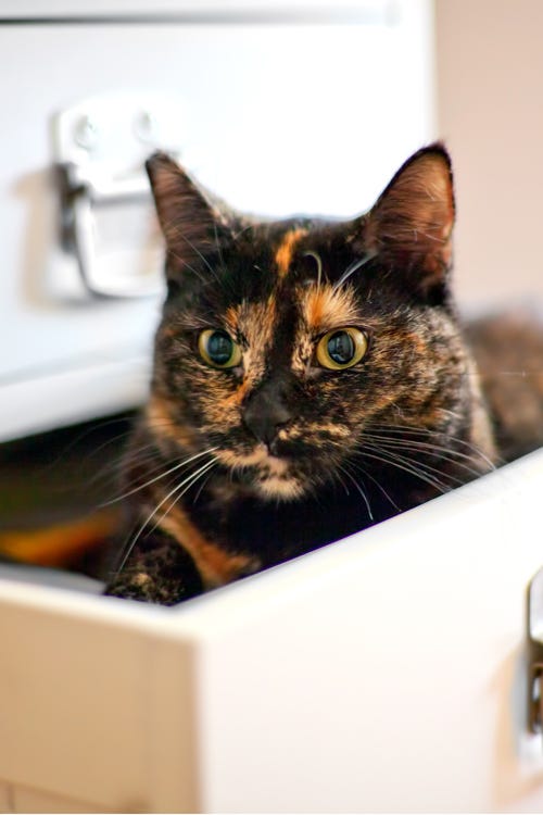 Whiskers, Small to medium-sized cats, Carnivore, Cat, Felidae, Snout, Pet supply, Fur, Domestic short-haired cat, Kitten, 