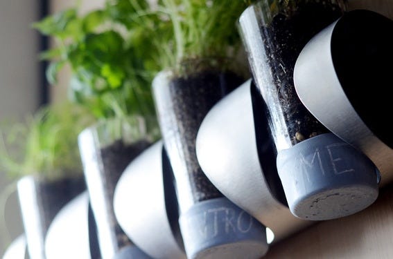 Collection, Flowerpot, Still life photography, Houseplant, Herb, Vase, Pebble, 