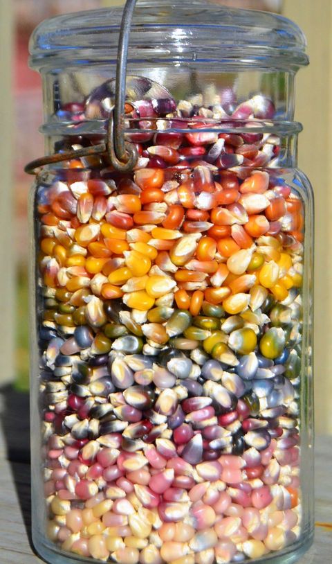 Corn kernels, Ingredient, Produce, Food storage containers, Corn, Mason jar, Food grain, Sweet corn, Food storage, Candy corn, 