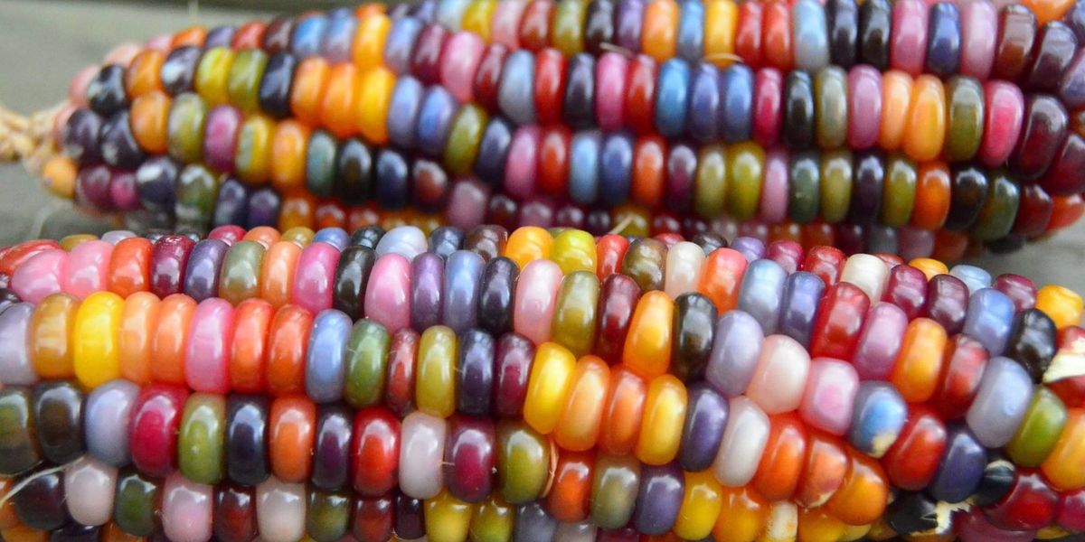 Glass Gem Rainbow Corn Is The Most Beautiful Vegetable Of All Time