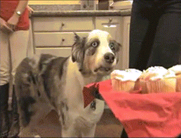 Dog breed, Dog, Carnivore, Chest of drawers, Cabinetry, Companion dog, Drawer, Working animal, Snout, Dog supply, 