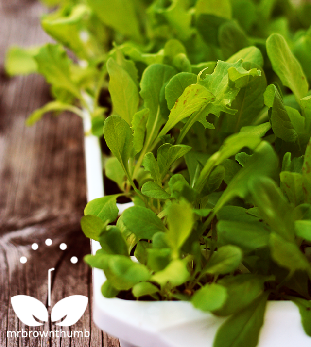 Plant, Leaf, Flower, Vegetable, Food, Herb, Leaf vegetable, Flowering plant, Basil, Produce, 