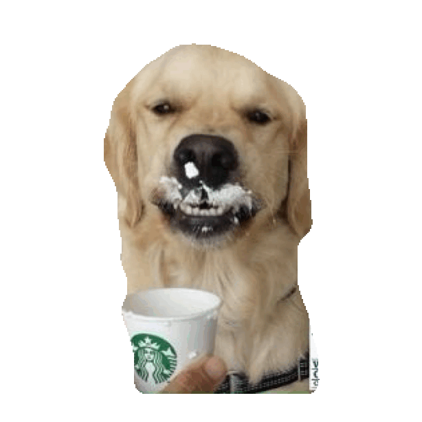 Dog, Vertebrate, Canidae, Mammal, Dog breed, Retriever, Nose, Labrador retriever, Carnivore, Golden retriever, 