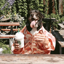 Dog, Canidae, Dog breed, Spaniel, Sporting Group, English springer spaniel, Carnivore, English cocker spaniel, Cocker spaniel, 