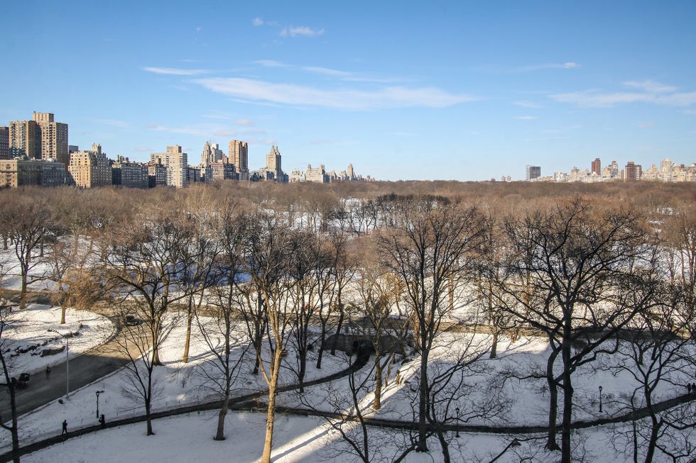 Branch, Winter, City, Twig, Freezing, Metropolitan area, Snow, Skyline, Cityscape, Tower block, 