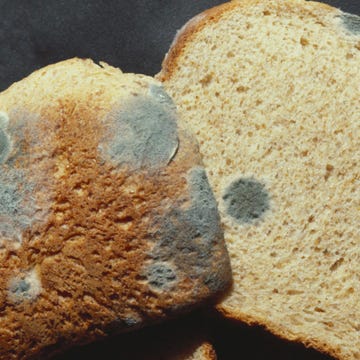 moldy bread