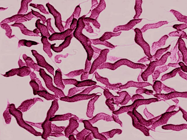 Campylobacter bacteria