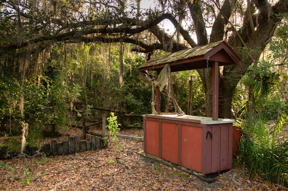 Wood, Trunk, Shade, Groundcover, Deciduous, Woodland, Wood stain, Park, Outdoor structure, 