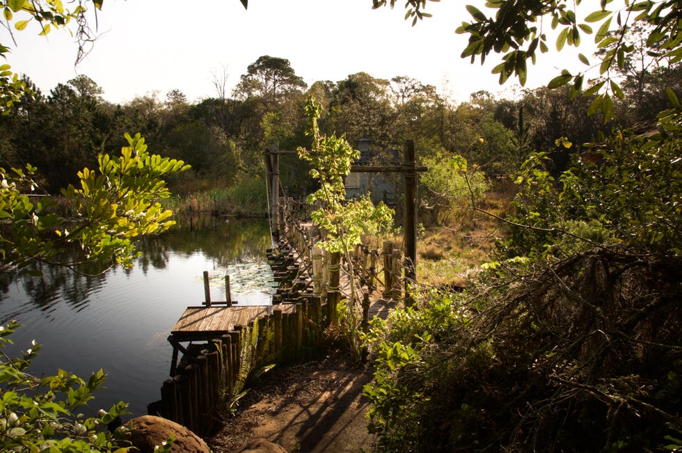 Nature, Water, Vegetation, Natural landscape, Tree, Reflection, Natural environment, Nature reserve, River, Sunlight, 