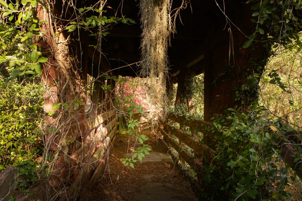 Nature, Vegetation, Tree, Natural environment, Forest, Nature reserve, Jungle, Old-growth forest, Sunlight, Plant, 