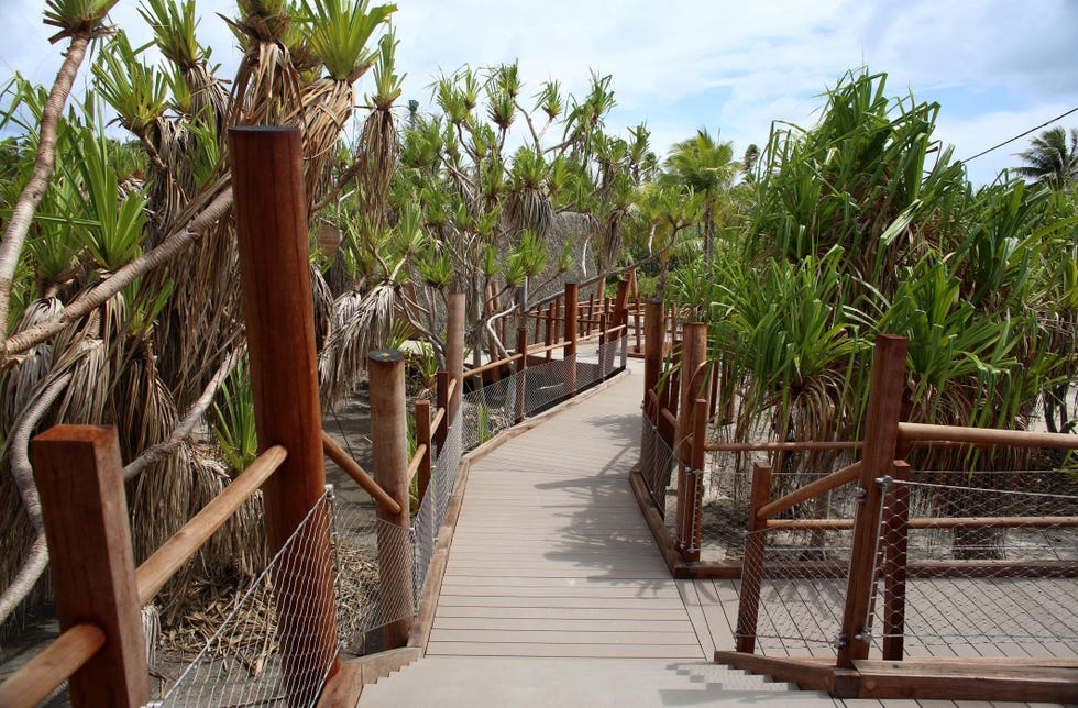 Wood, Botany, Walkway, Bridge, Plantation, Arecales, Boardwalk, Fence, Tropics, Palm tree, 