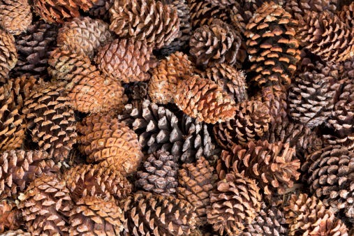 pinecones sell on ebay