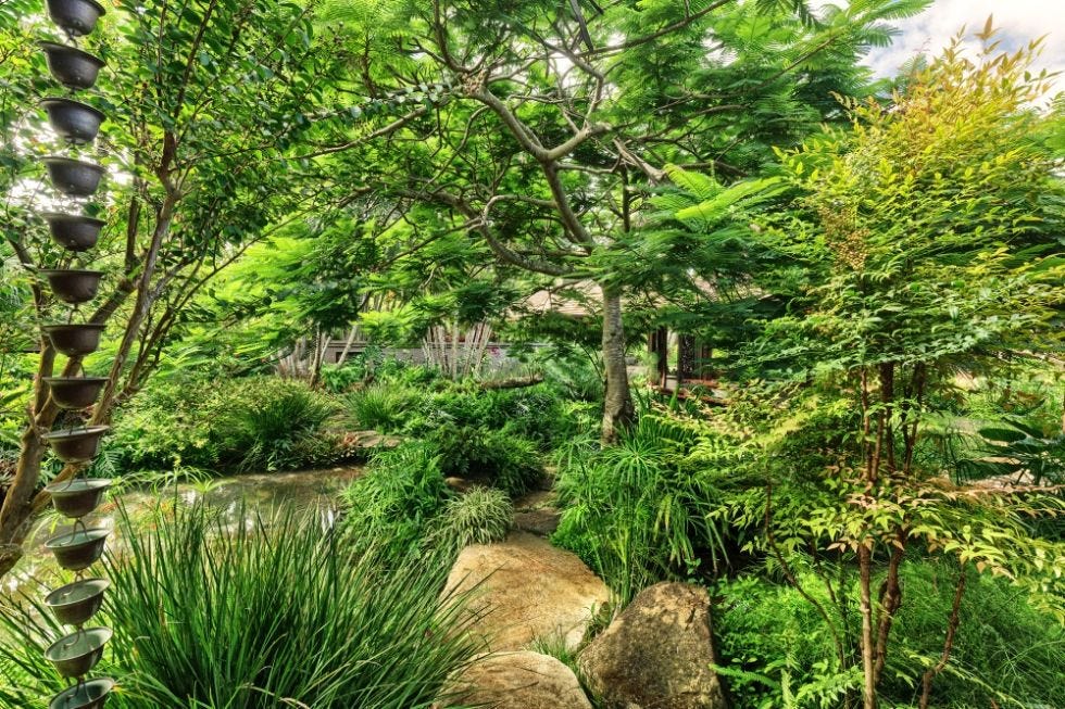 Tree, Vegetation, Nature, Natural landscape, Forest, Natural environment, Plant, Nature reserve, Jungle, Woody plant, 