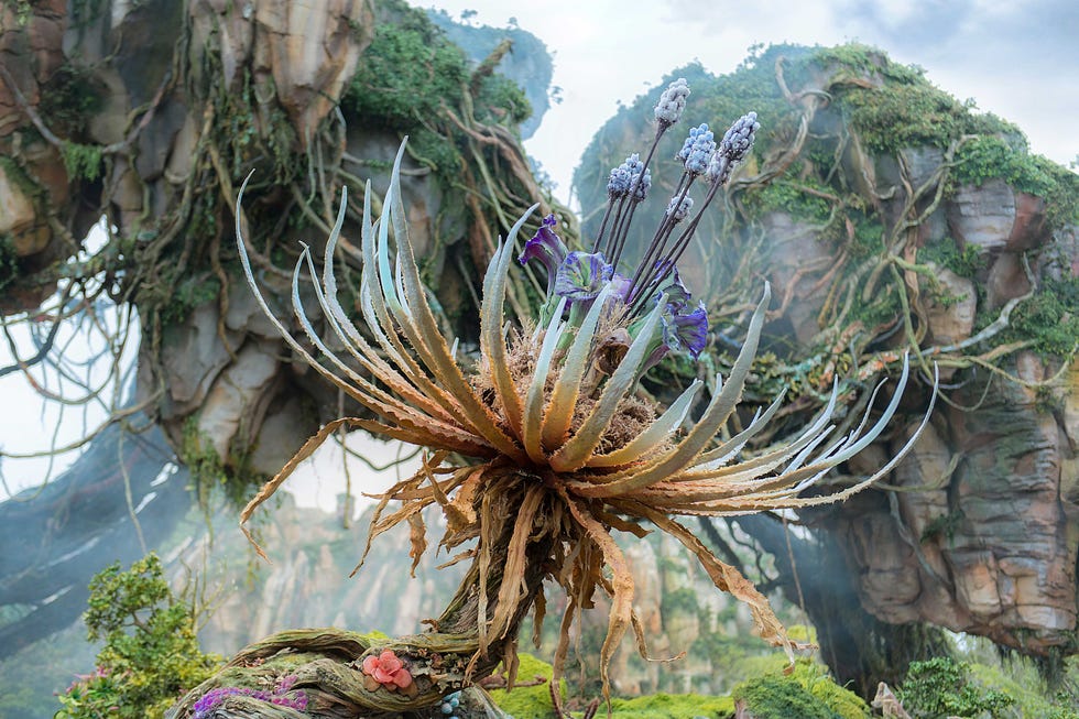 Vegetation, Botany, Terrestrial plant, Bedrock, Outcrop, Formation, Natural material, Garden, Environmental art, Botanical garden, 