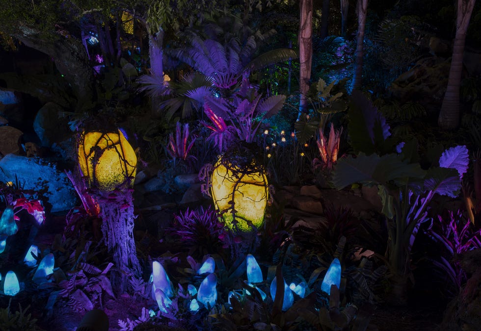 Purple, Majorelle blue, Terrestrial plant, Lavender, Violet, Natural material, 