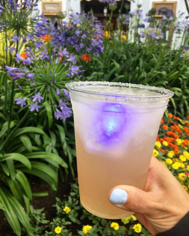 Drink, Non-alcoholic beverage, Alcoholic beverage, Plant, Shrub, Flower, Cocktail, Highball glass, Distilled beverage, 