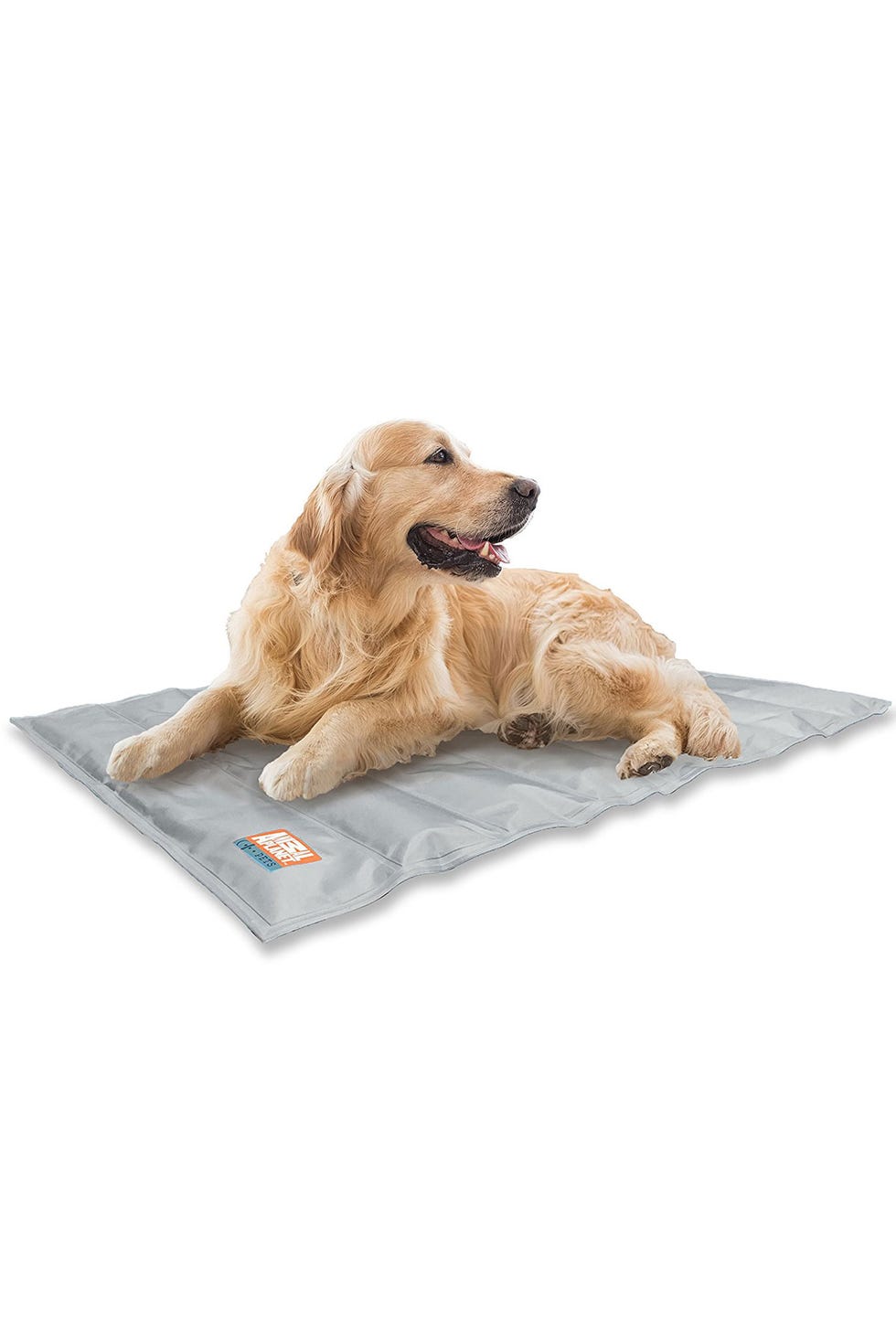 Dog breed, Dog, Carnivore, Tan, Beige, Companion dog, Fawn, Sporting Group, Dog supply, Canidae, 