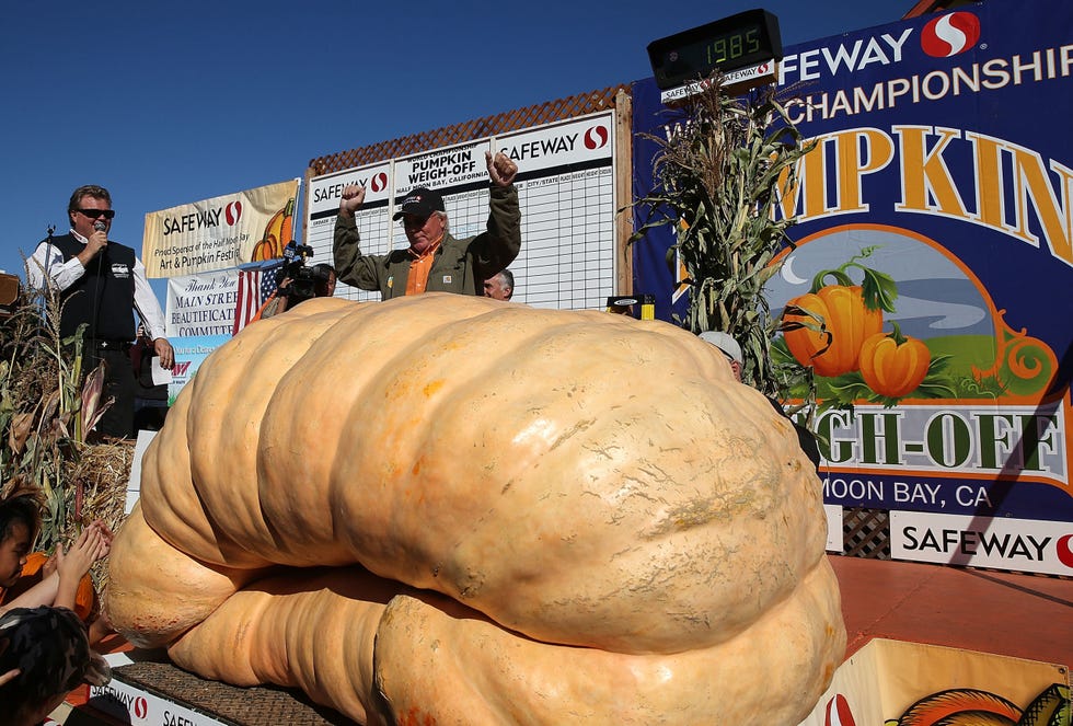 pumpkin contest