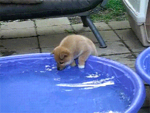 Vertebrate, Mammal, Dog, Canidae, Puppy, Carnivore, Dog breed, Sporting Group, Fawn, Akita, 