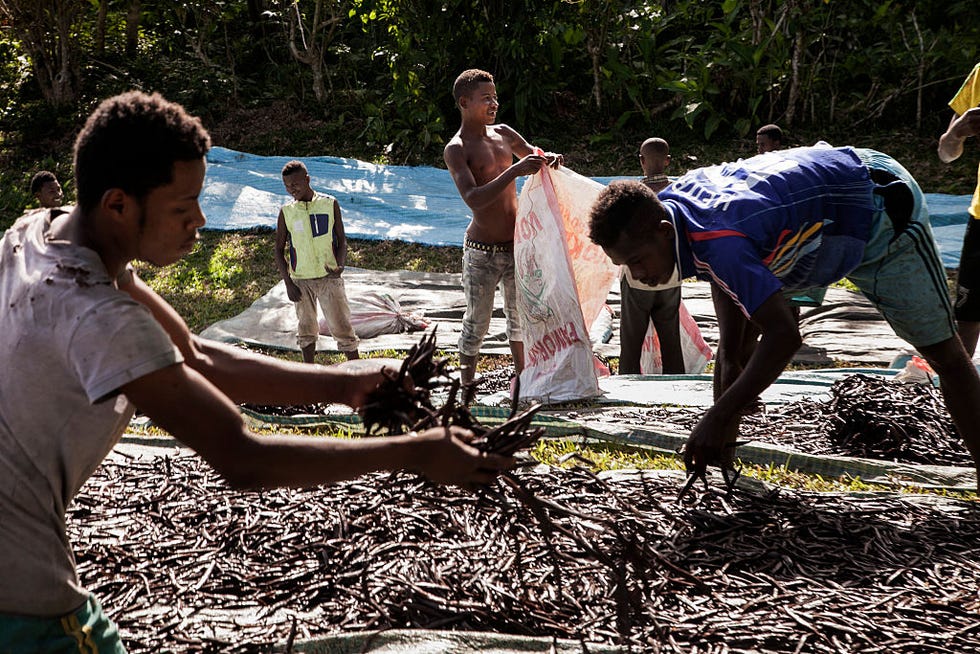Community, Adaptation, Tree, Soil, Plant, Leisure, 