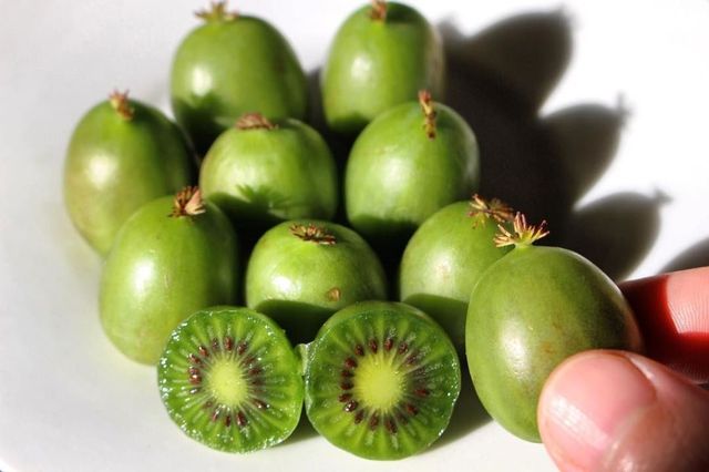Introducing Baby Kiwi aka Kiwi Berries