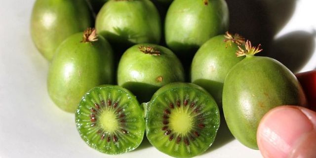 Introducing Baby Kiwi aka Kiwi Berries