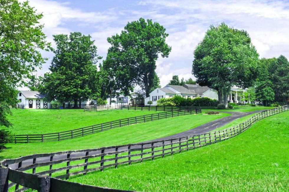 Green, Nature, Pasture, Grass, Fence, Natural landscape, Tree, Rural area, Grassland, Landscape, 