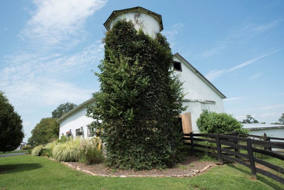 Tree, Property, House, Natural landscape, Sky, Woody plant, Shrub, Cottage, Land lot, Architecture, 