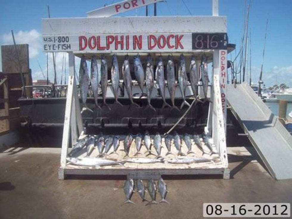 Fish, Vehicle, Cuisine, 