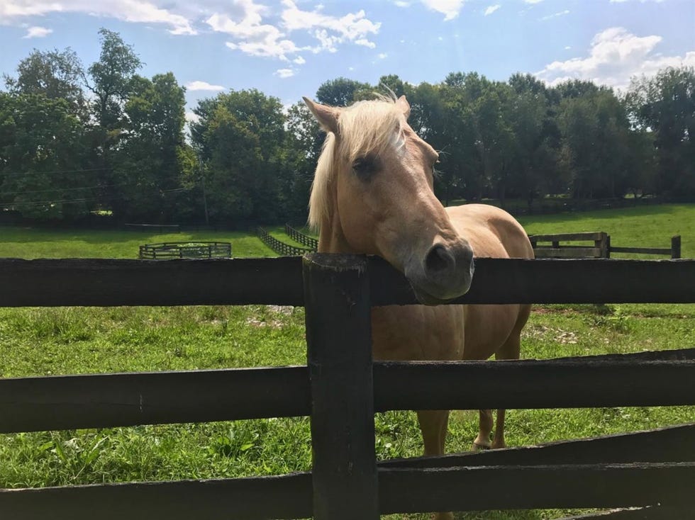 Horse, Mammal, Vertebrate, Pasture, Mane, Natural environment, Fence, Stallion, Mare, Sky, 
