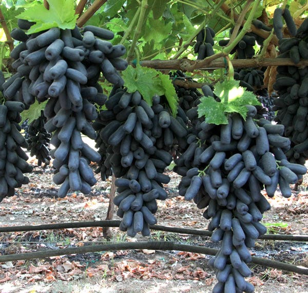 Moon Drop Grapes