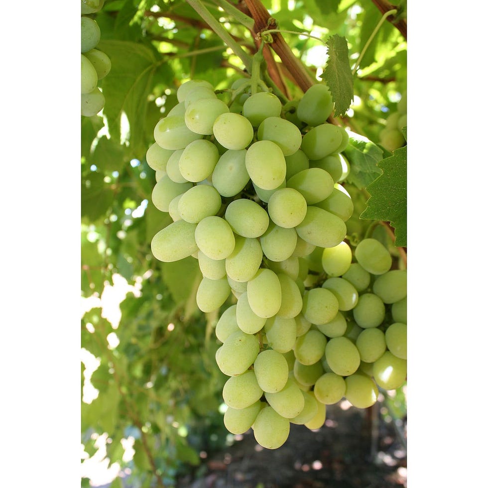 Cotton Candy Grapes