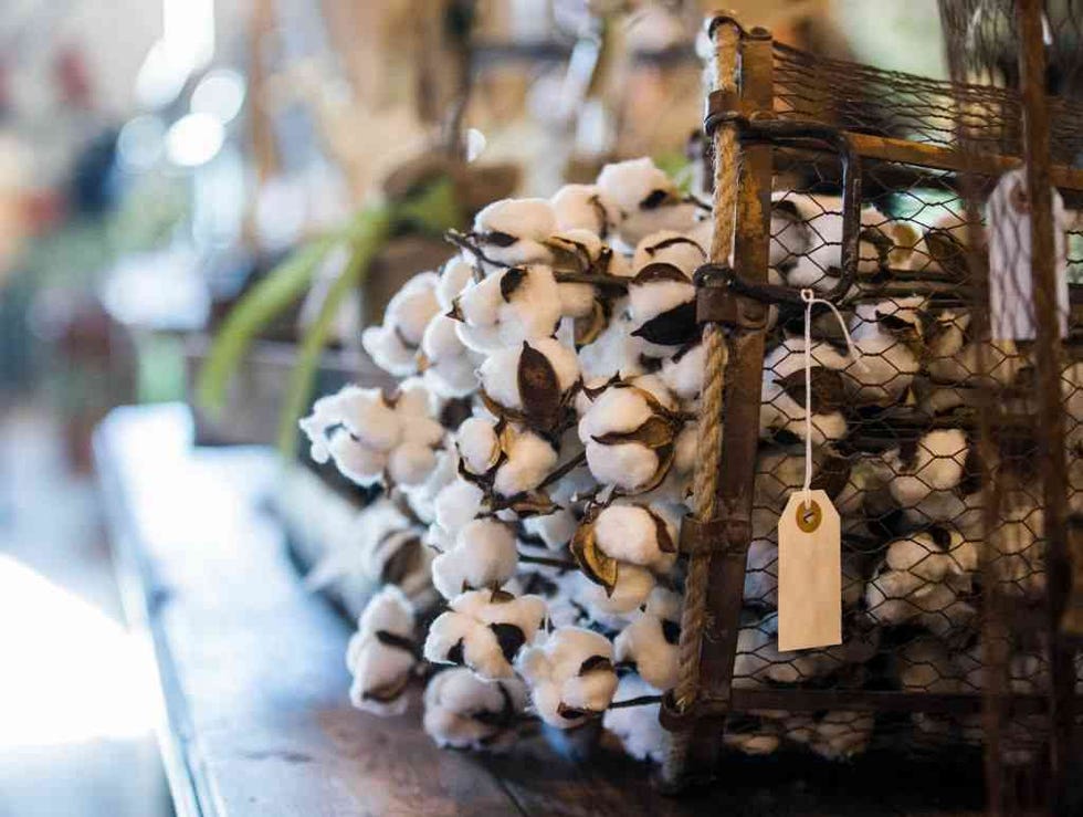 Tree, Wood, Oyster mushroom, Mushroom, Shiitake, 