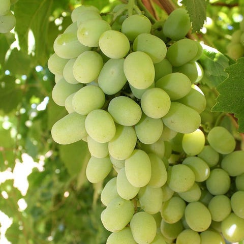 cotton candy grapes sams club