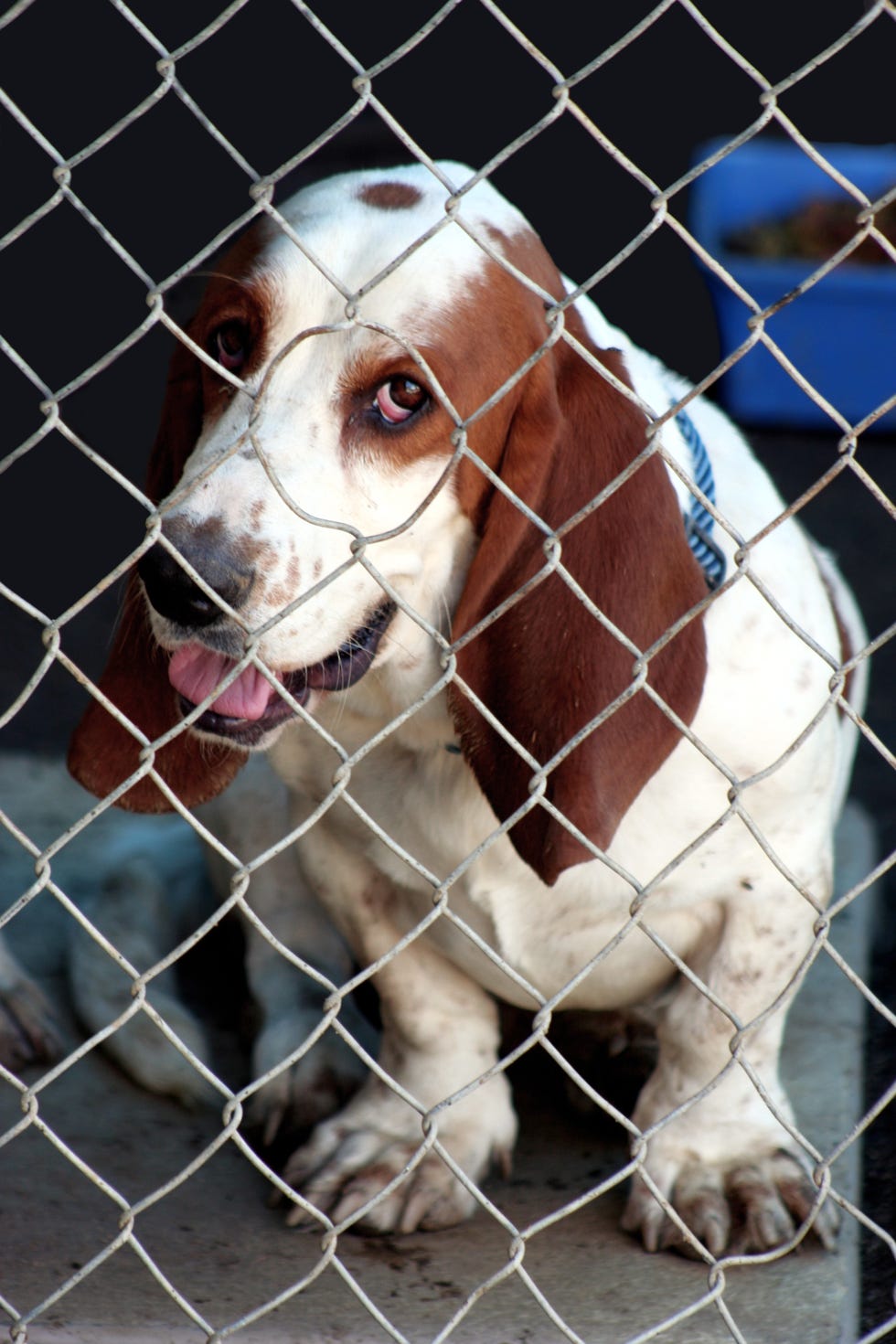 Vertebrate, Mammal, Dog, Canidae, Animal shelter, Dog breed, Snout, Basset hound, Kennel, Carnivore, 